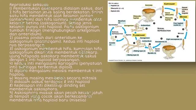 Reproduksi Ascomycota Dan Basidiomycota | Protista Dan Fungi