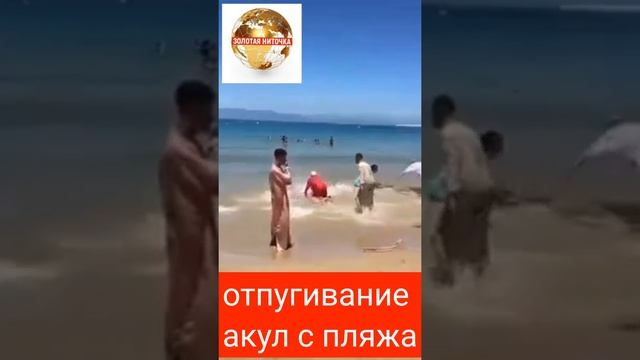 Приколы на пляже. Отпугиваем акул и прочию нечисть, веселье и смех. смотреть онлайн