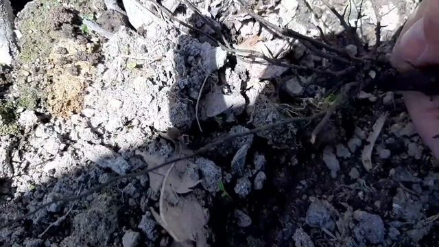 Роза АСПИРИН , спрей розы ! смотреть онлайн