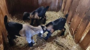 Козлёнок не может ходить! Просто способ поставить на ноги!#рекомендации #рек #козы #short #топ