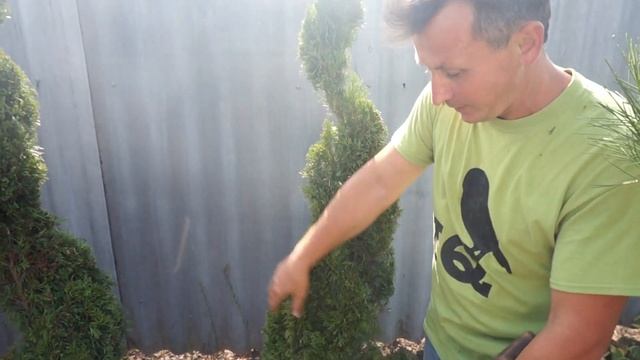 Как постричь смарагд Разнообразие форм Часть 2 смотреть онлайн