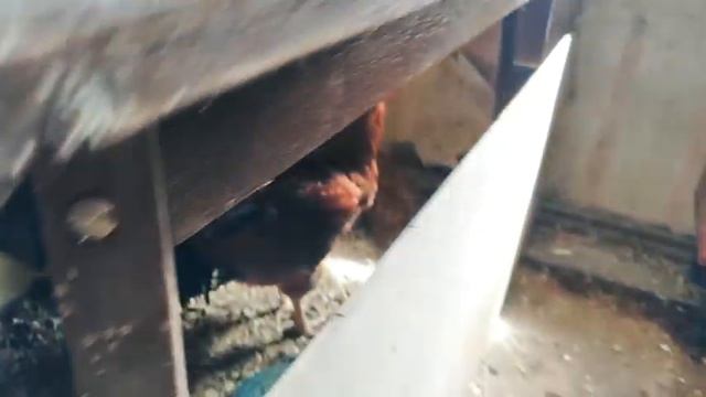 12 июня 2020г. ОТВЕТ ОМВД НА НАШЕ ЗАЯВЛЕНИЕ кто выжил и сколько их