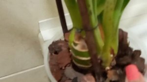 Цимбидиум, чёрные пятна на листьях !