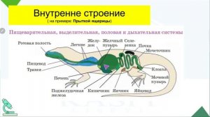Биология 7 класс. Класс Пресмыкающиеся.
