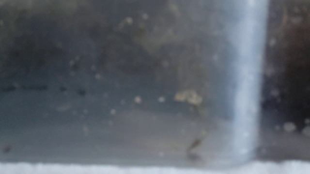 Кладка черноголового ретика. Сколько яиц?!..