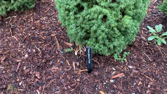 Picea glauca 'Pixie' Miniature Alberta Spruce January 31, 2020 смотреть онлайн
