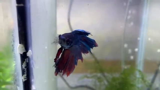 Can Betta Fish Get Lonely - betta fish lonely смотреть онлайн