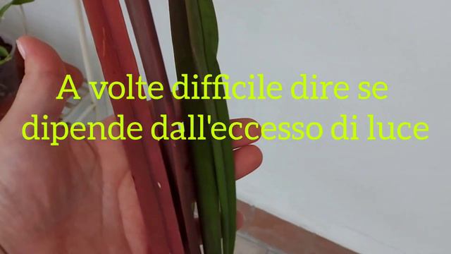 Orchidee acqua e concimazione. 2 parte: la concimazione смотреть онлайн