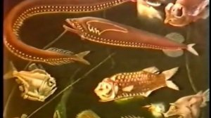 Тип Хордовые. Класс Рыбы