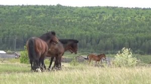 Спаривание лошадей