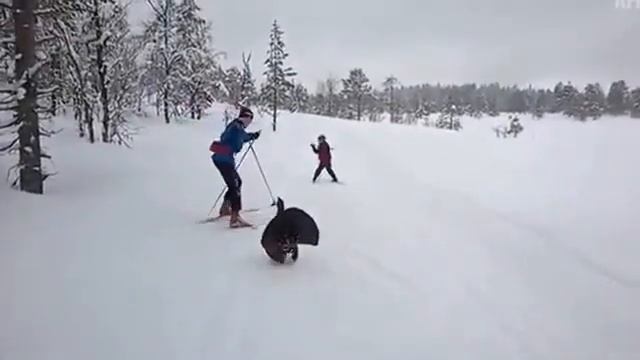 Нападение глухаря на лыжников... смотреть онлайн