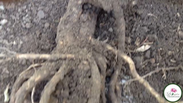 МОЛОЧНОЦВЕТКОВЫЙ КОЛОКОЛЬЧИК смотреть онлайн