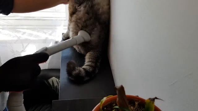 Кот линяет , борьба с шерстью смотреть онлайн