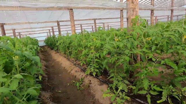 Как можно уложить огуречник в теплице своими руками за один день? смотреть онлайн