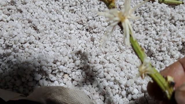 Размножение ежевики стеблевыми черенками. смотреть онлайн