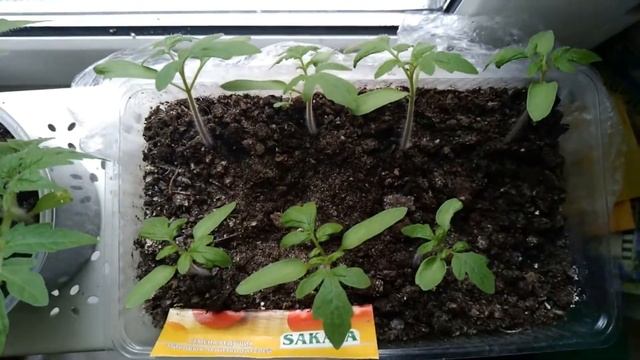 Саженцы и рассада декоративных растений смотреть онлайн