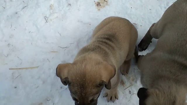Щенки кангала 2 мес. 3 дня смотреть онлайн
