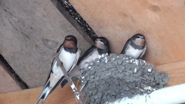 ласточки смотреть онлайн