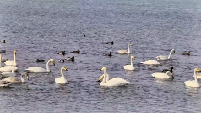 Алтайский край Лебединое озеро смотреть онлайн