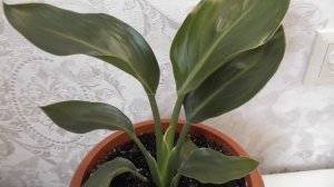 Как вырастить Стрелицию королевскую из семян.Цветущая Стрелиция королевская.Часть3