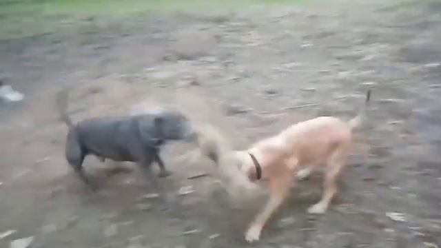 Стаффордширский терьер Джесси папа Шед смотреть онлайн