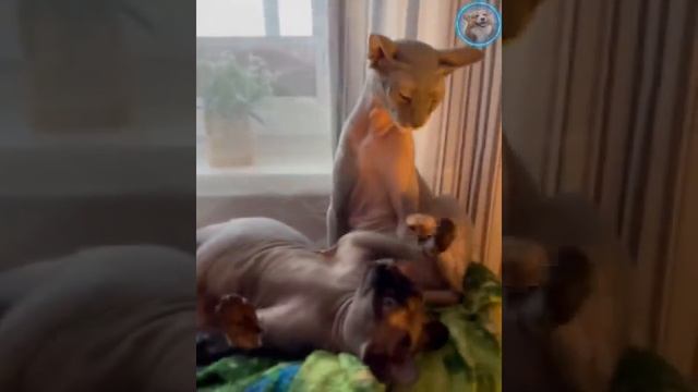 Смешные животные #166.mp4 смотреть онлайн