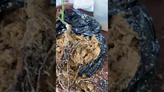 Флер плетистая роза высадка в феврале в горшок смотреть онлайн