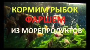 Питательный корм для рыбок своими руками. Кормим рыбок фаршем собственного изготовления.