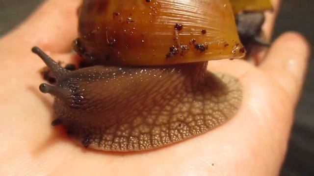 ахатина ахатина тигр малыши ,как меняется рисунок. смотреть онлайн