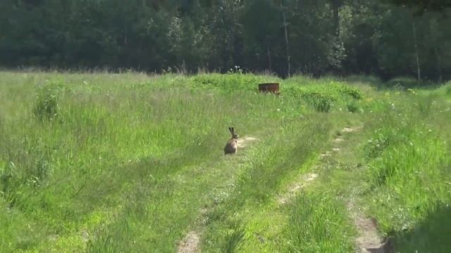 Вышел зайчик погулять смотреть онлайн