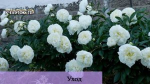 Все о Пионах - Уход За Пионами - БОЛЕЗНИ и ВРЕДИТЕЛИ ПИОНОВ - Пионы в Ландшафтном Дизайне