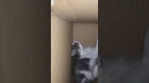 бешенство у кошки (rabies cat) part 2/2