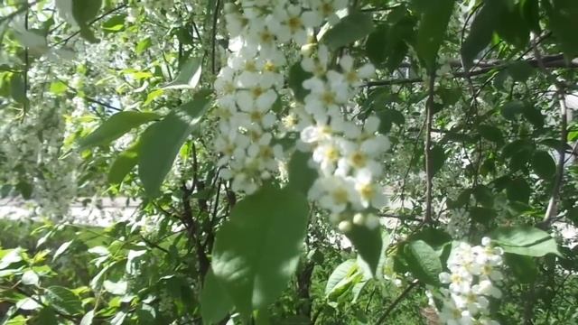 ASMR/ АСМР Число рождения (11, 12, 13, 14, 15) смотреть онлайн