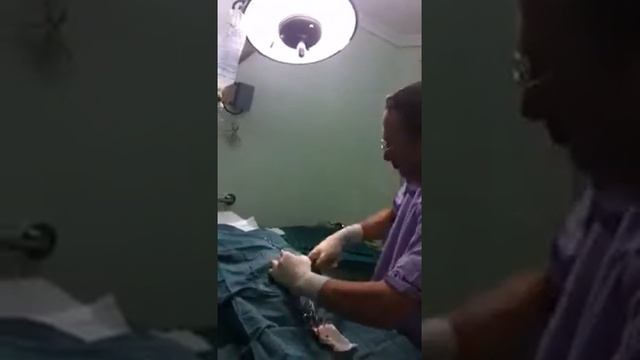 Aussie Bulldog Cesarean