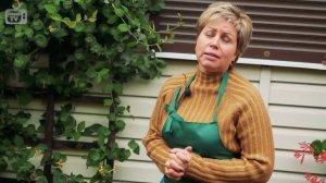 Идеи для сада - Вертикальное озеленение ? Жимолость Каприфоль или Брауна ➡ Что выбрать?