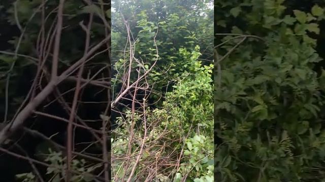 Зимние страницы