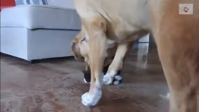 Большой пес и маленькие котята смотреть онлайн