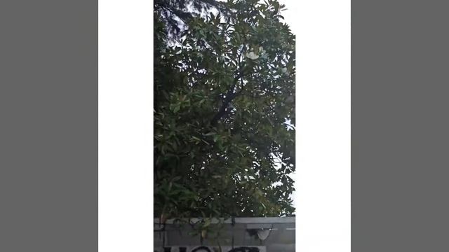 Магнолия в Туапсе смотреть онлайн