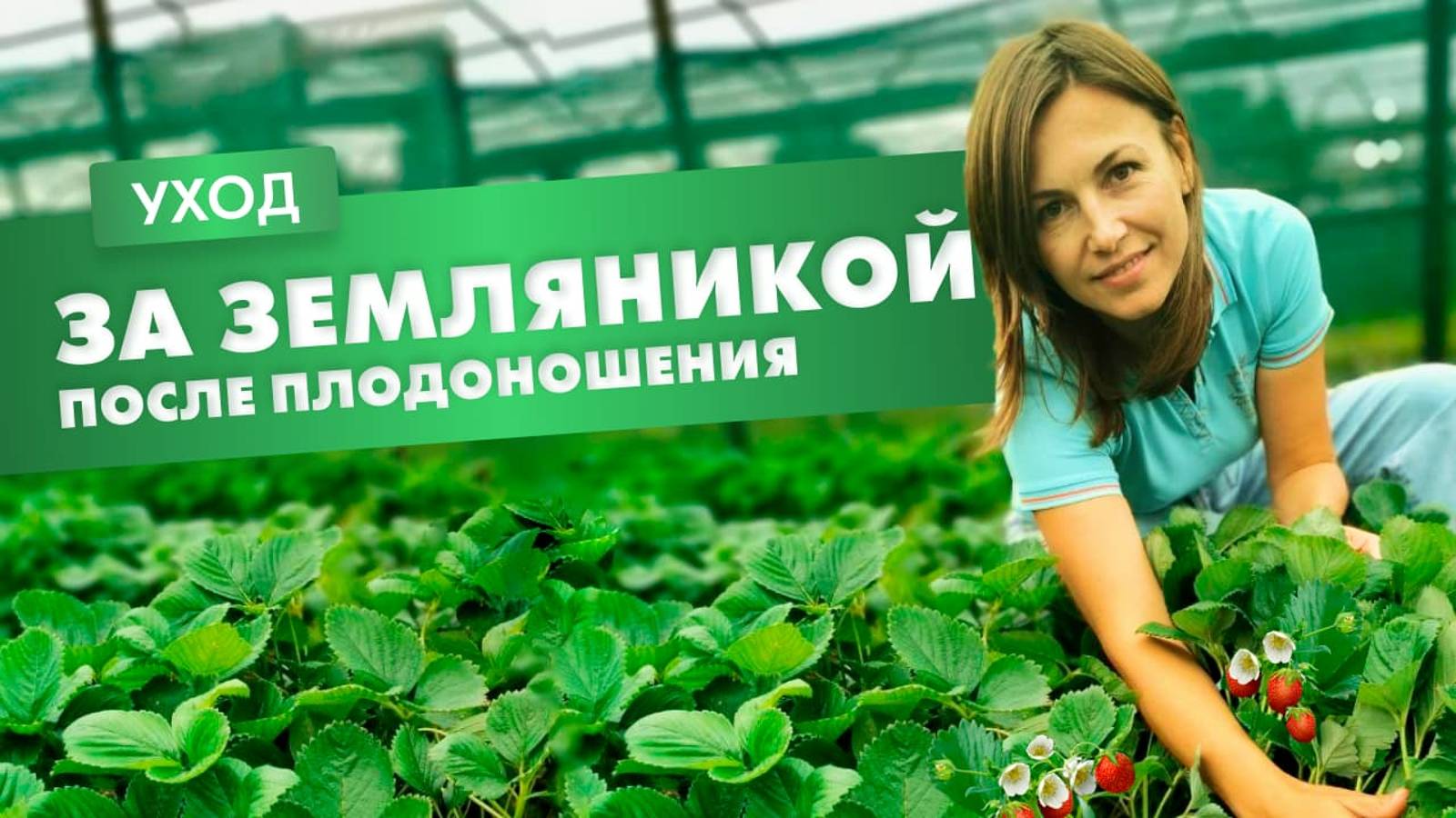 Уход за земляникой после плодоношения смотреть онлайн