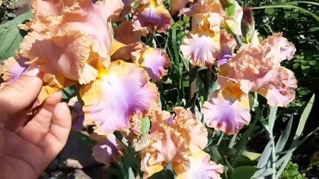 Все секреты выращивания ирисов смотреть онлайн