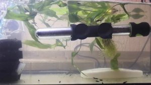 Чем кормить малька Черной Моллинезии