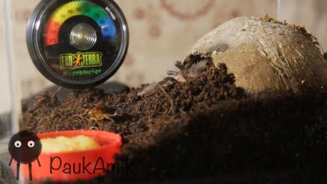 Паучок Амик: Паук на охоте 6 / Черный вельветовый птицеед brachypelma vagans смотреть онлайн