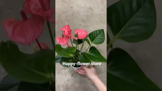 Антуриум Андреанум Пинк Чемпион 9/35 смотреть онлайн