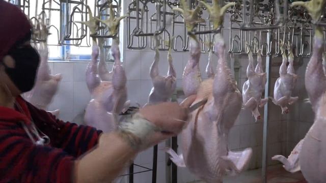 Как в Таджикистане птицефабрики работают смотреть онлайн