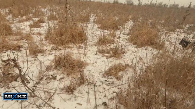 10 Фазанов за 2 часа, быстрая охота на фазана, натаска лайки РЕЛ