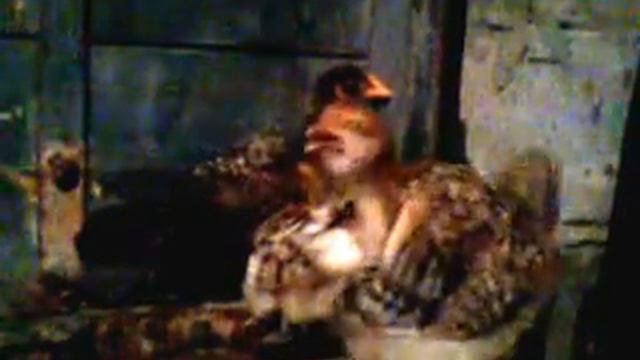 video как хропят цыплята смотреть онлайн