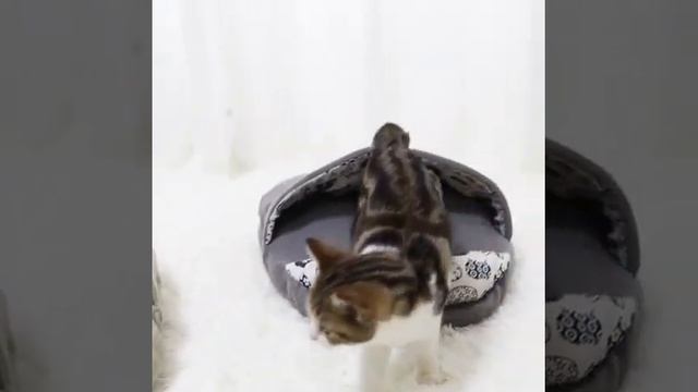 Уютная подушка для кошек, лежак для кошек, лежанка для домашних животных смотреть онлайн