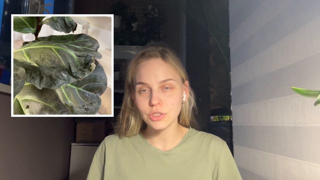 Главные причины, из-за которых гибнут комнатные растения смотреть онлайн