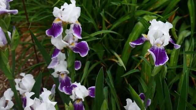 Ирис бородатый бело-фиолетовый .Iris. смотреть онлайн