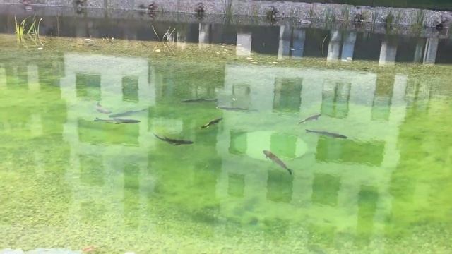 Озеро во дворе с рыбой.